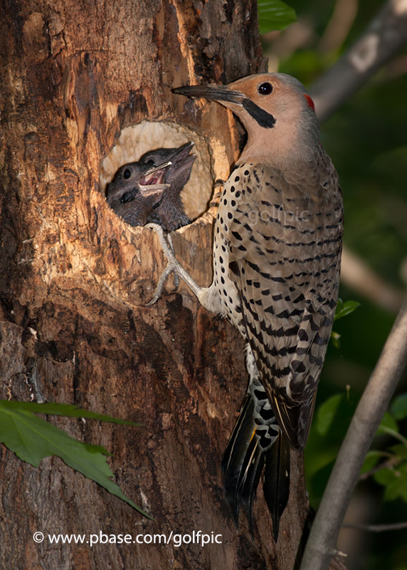 Northern Flicker family at Mud Lake