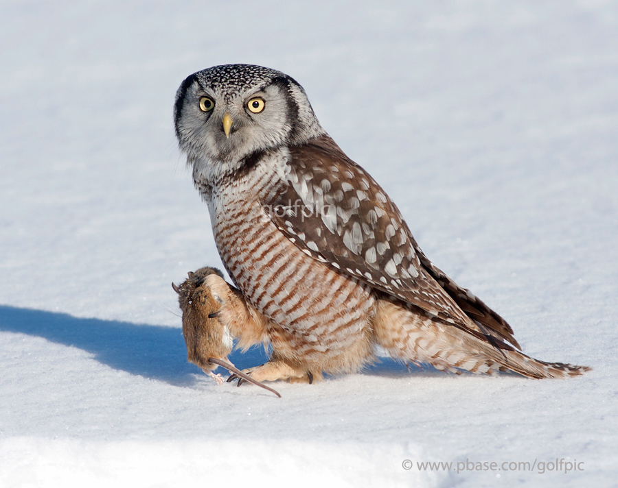 Northern Hawk Owl with prey