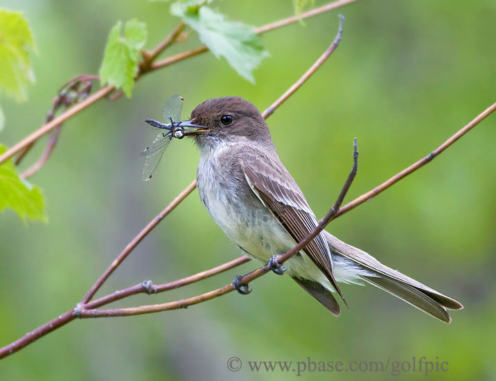 Eastern Phoebe with dragonfly