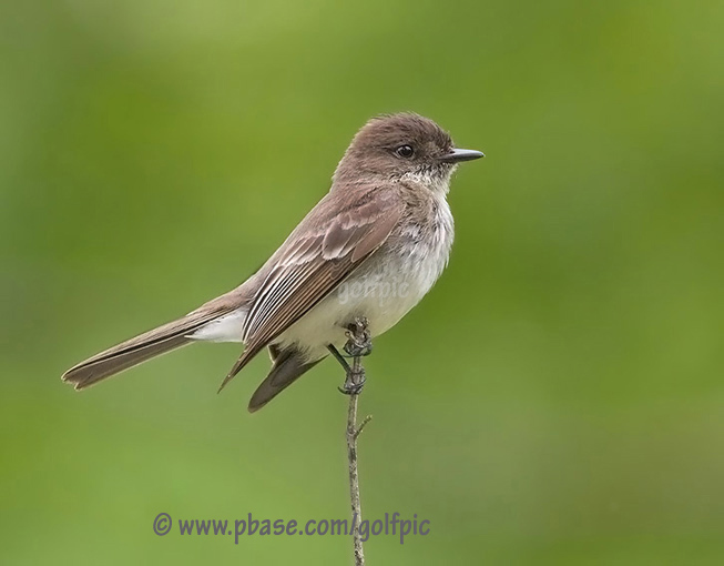 Eastern Phoebe