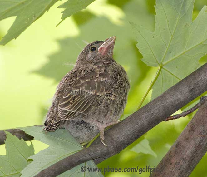 Eastern Phoebe fledgling