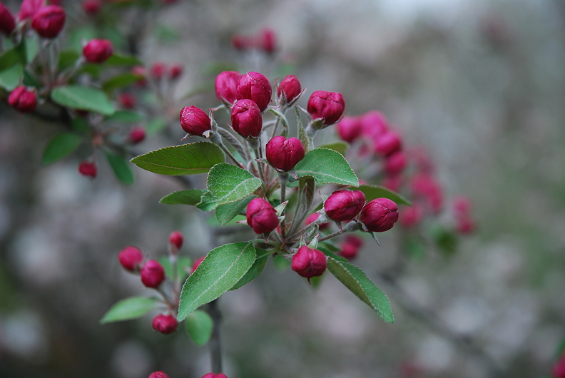 Apple blossoms just ready