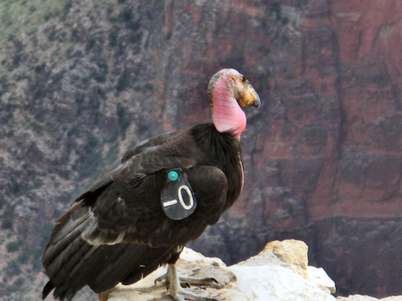 Calif Condor 3 pw.JPG