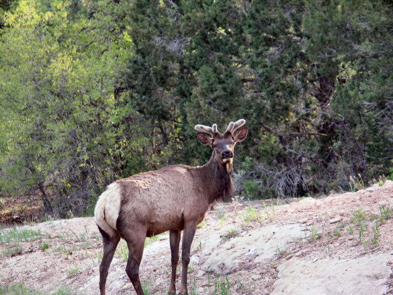 Elk going into Grand Cyn pw.JPG