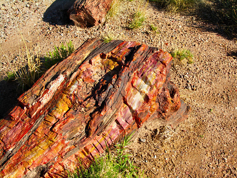 Petrified Wood tw.jpg