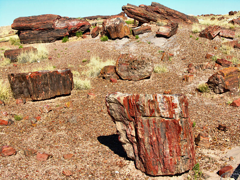 Petrified forest 3 tw.jpg
