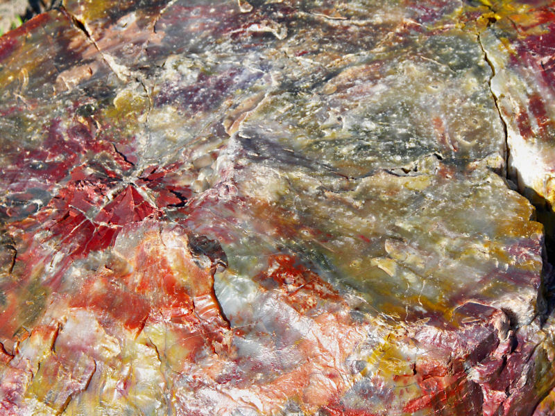 Petrified wood up close tw.jpg