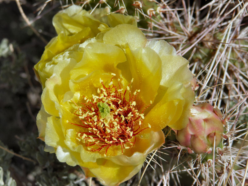 Cactus Flower2 pw.JPG