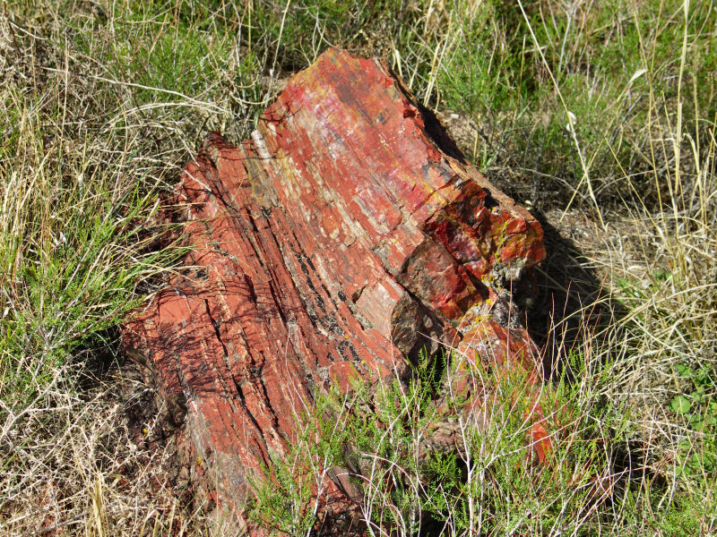 Petrifed Wood  pw3855.JPG