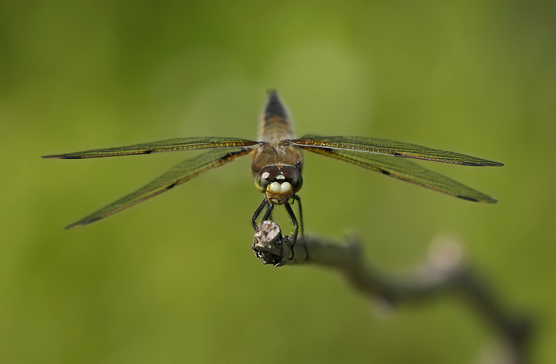 libellule quadrimacule / four-potted skimmer / Libellulla quadrimaculata quadrimaculata