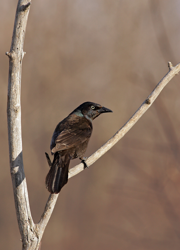 Quiscale bronz / Common Grackle