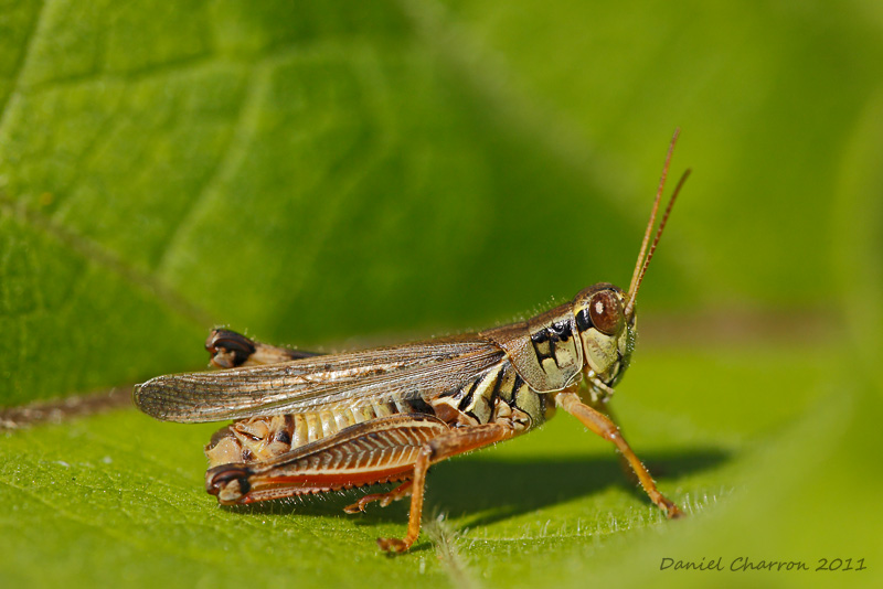 criquet / Grasshopper