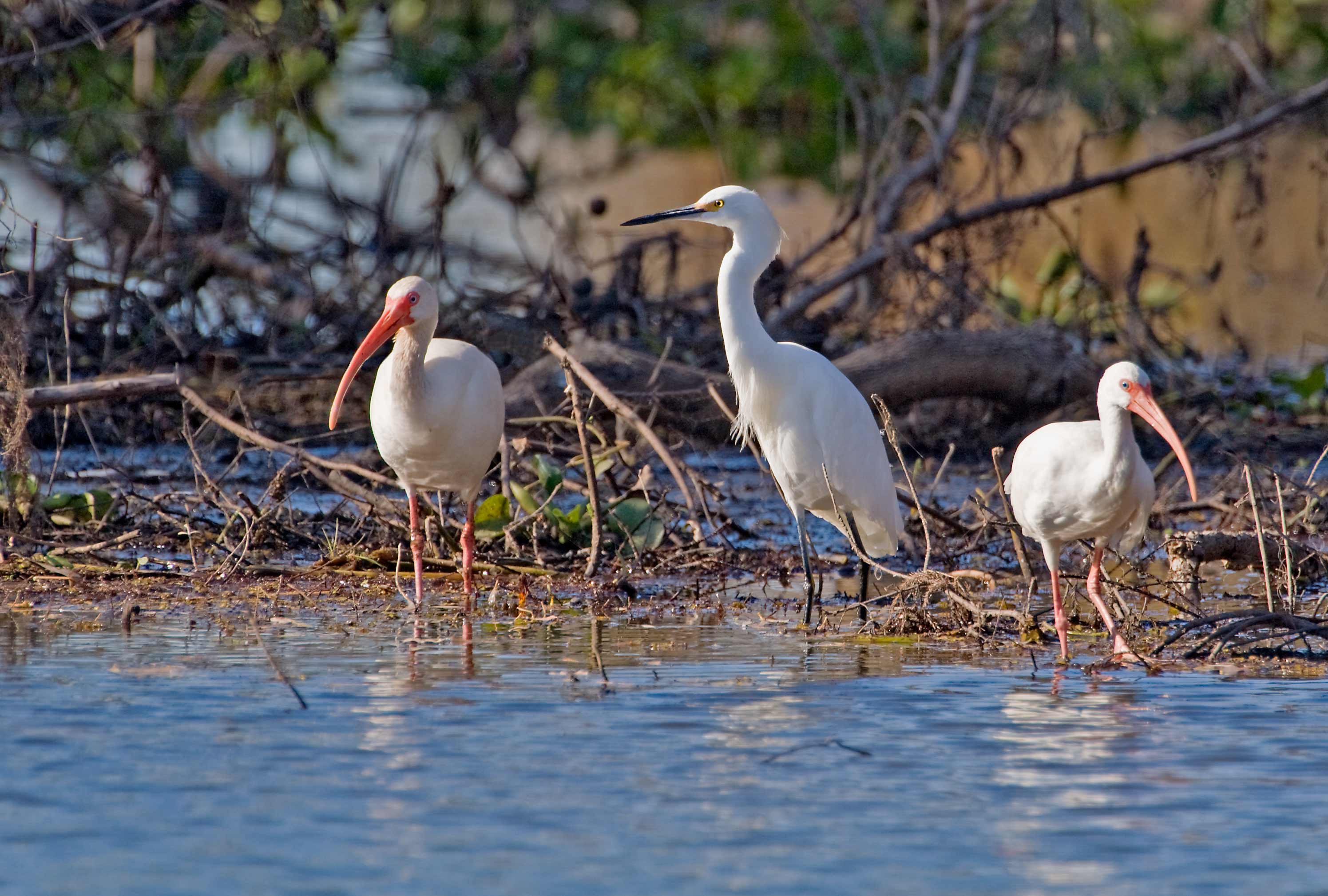 Ibis and Egret