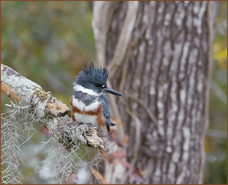 Belted Kingfisher