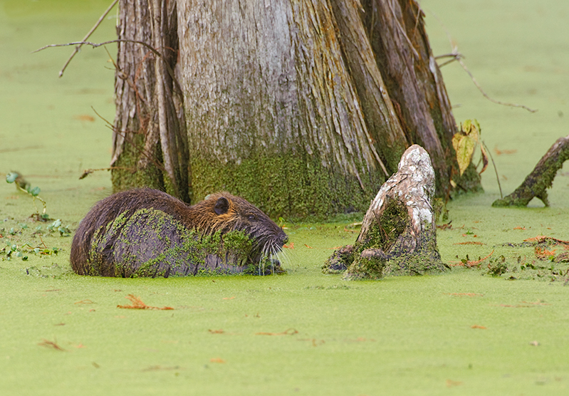 Nutria