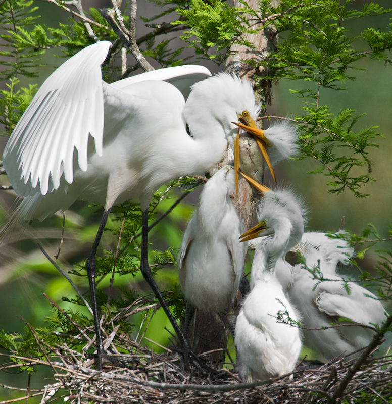 Great Egret