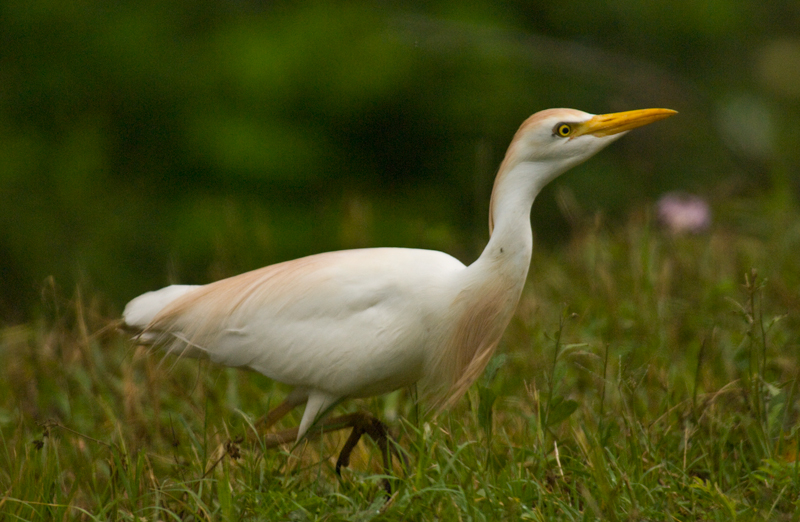 Cattle Egret