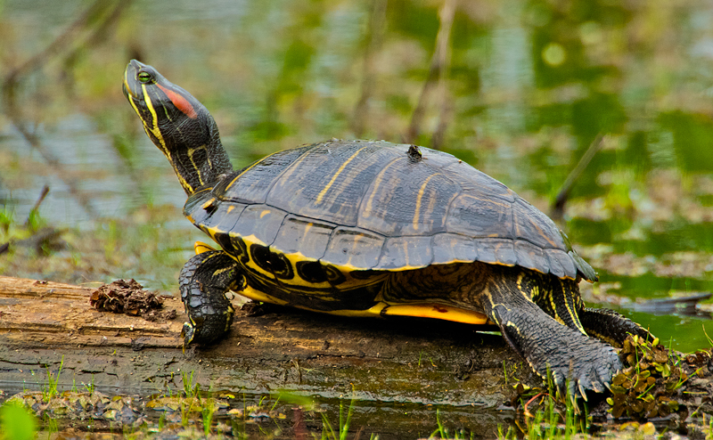 Turtle