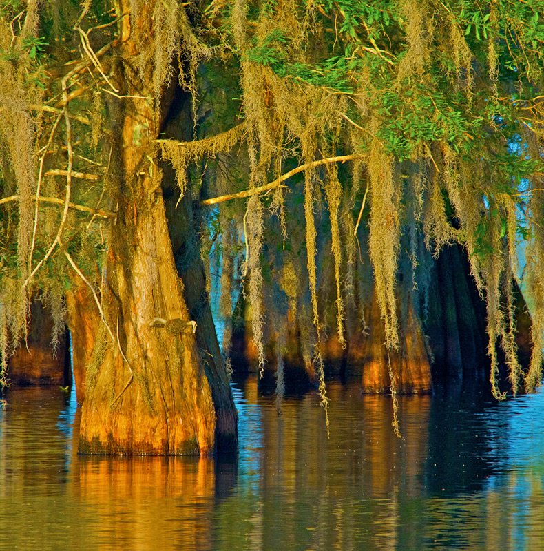 Cypress Trees