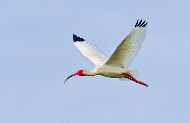 White Ibis