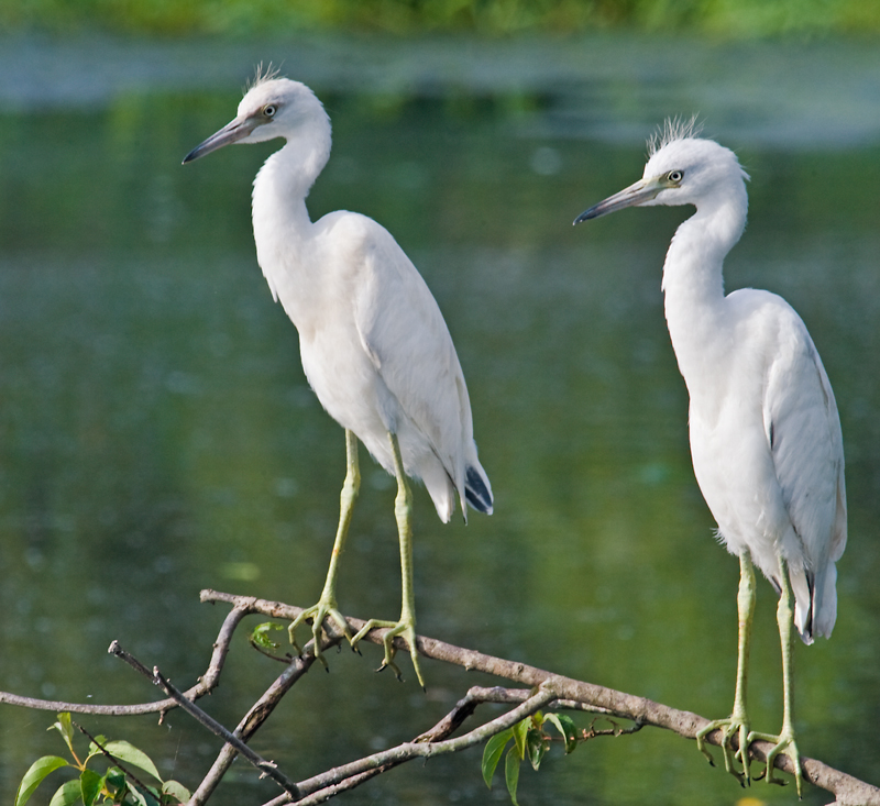 Little Blue Herons