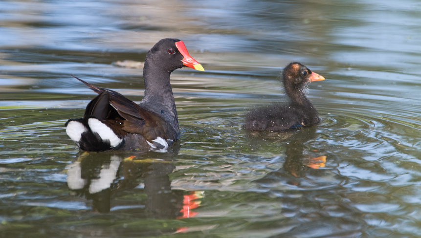 Moor Hen