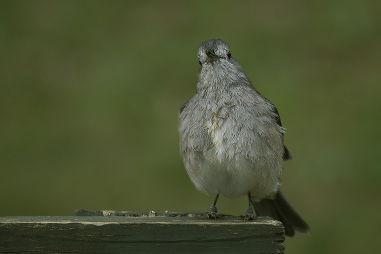 Grey Shrike-Thrush