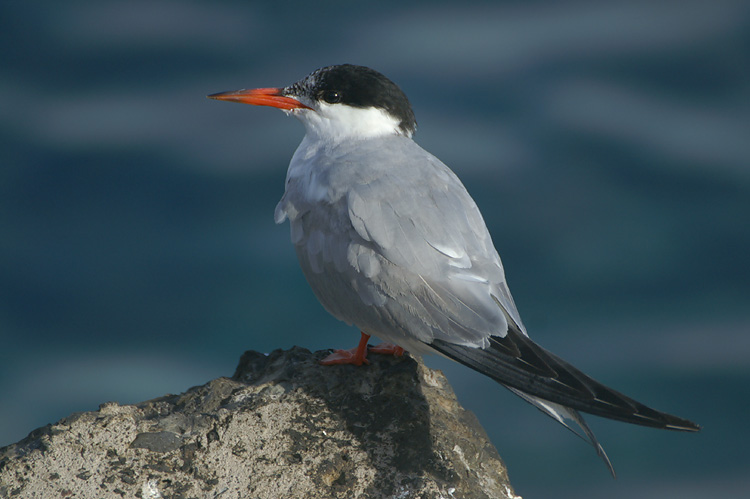 Common Tern