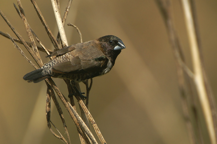 09476 - Bronze Mannakin - Lonchura cucullata