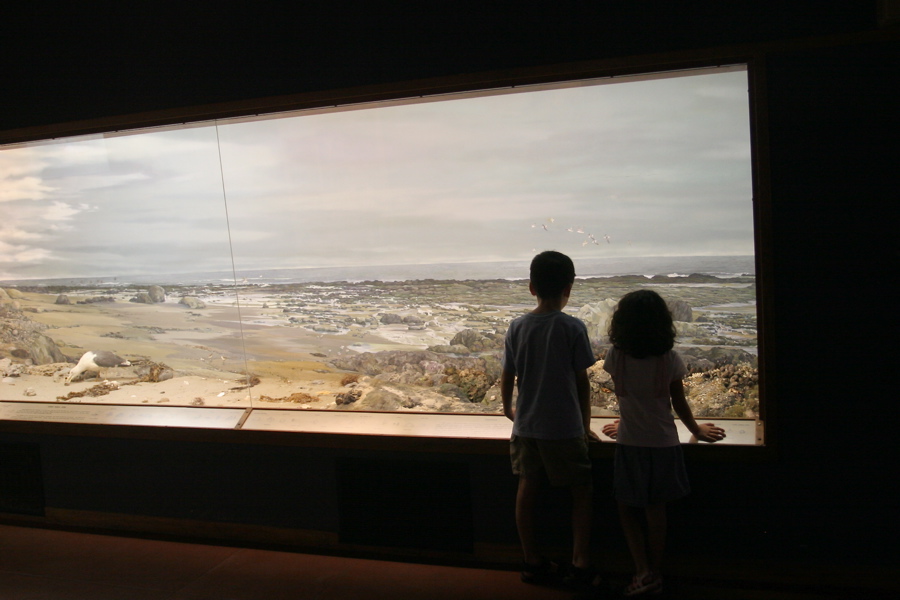 Shoreline Exhibit