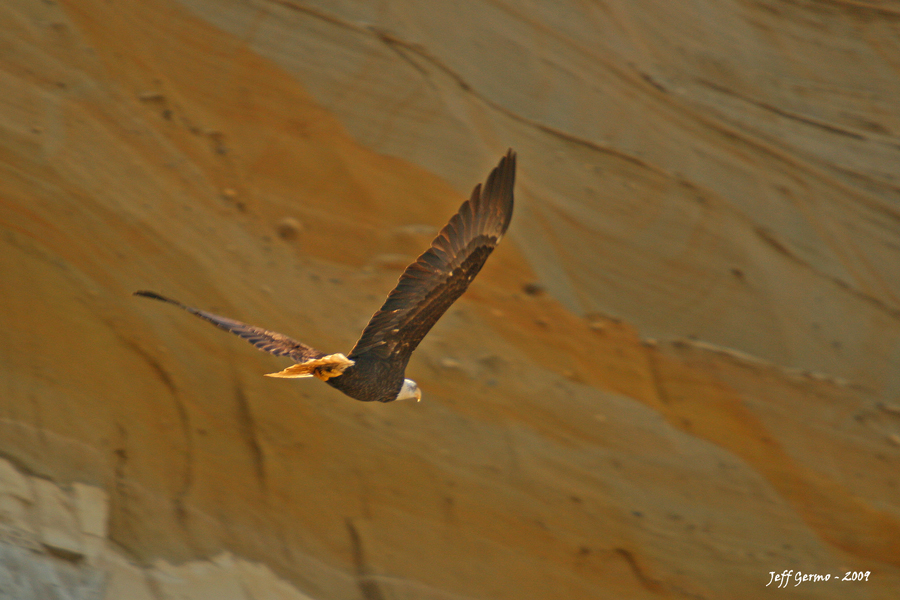 eagle-against-clay-cliffs.jpg