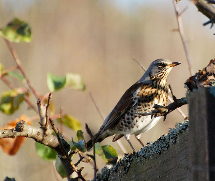 Bjrktrast (Turdus pilaris)