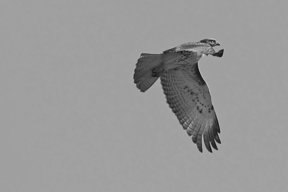 Red Tail Hawk..