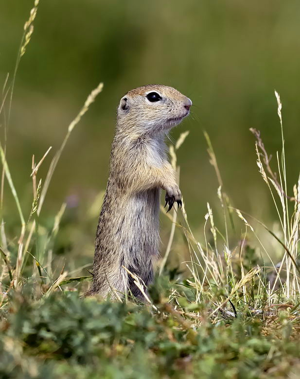 Spermophilus citellus - Evropska Tekunica - European Ground Squirrel