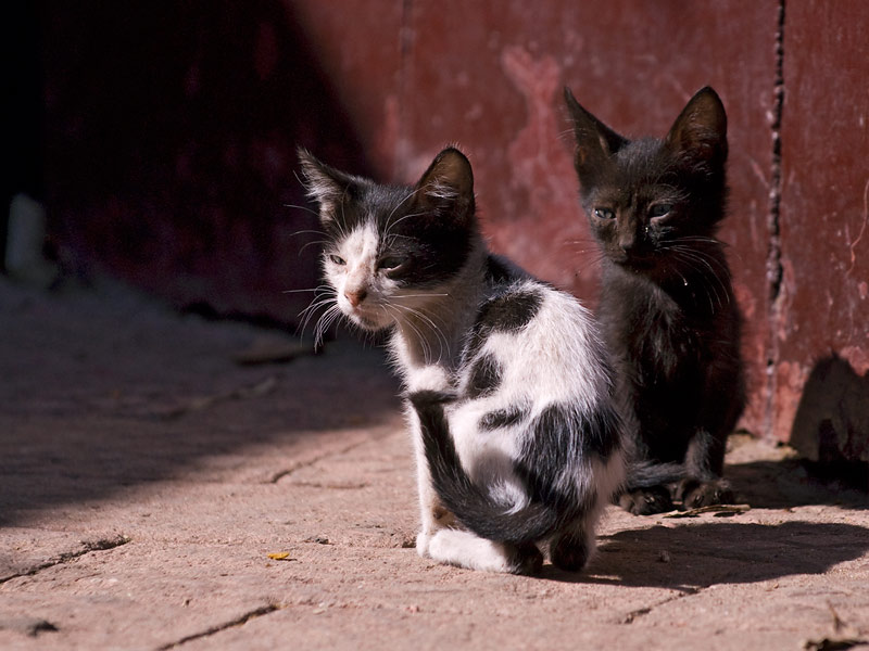Cats