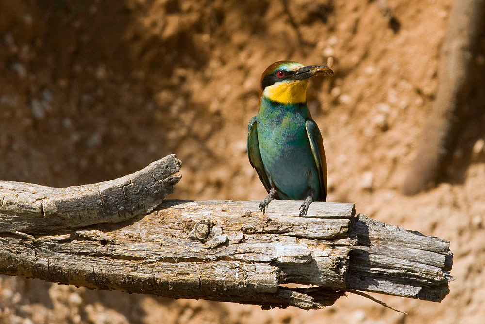 Merops apiaster - Cebelar - Bee eater