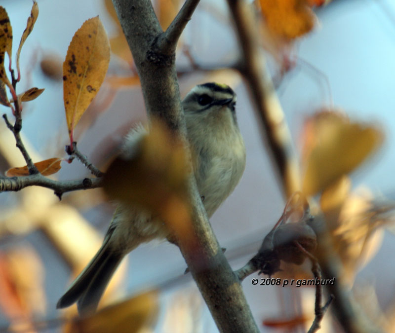 Golden-crownedd Kinglet IMG_4840s.jpg