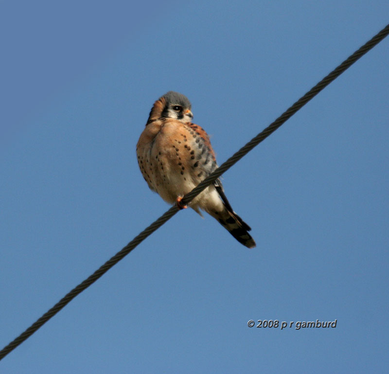 American Kestrel IMG_7009s.jpg