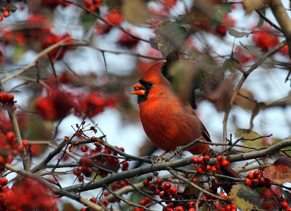 Cardinal IMG_0111.jpg