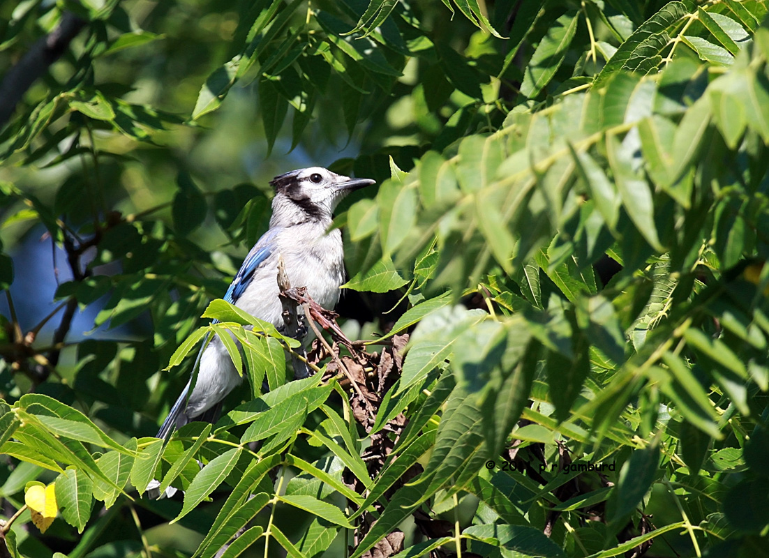 Blue Jay IMG_1996.jpg