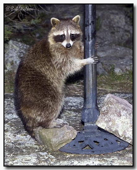 Raccoon Anticipating Mischief