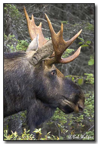 Bull Mooses Side Profile