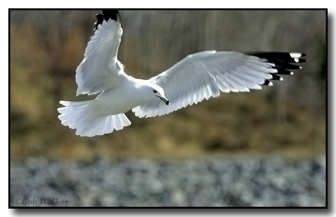 Ring Billed Gull Out Streched