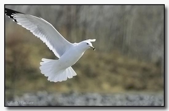 Ring Billed Gull In Close Approach