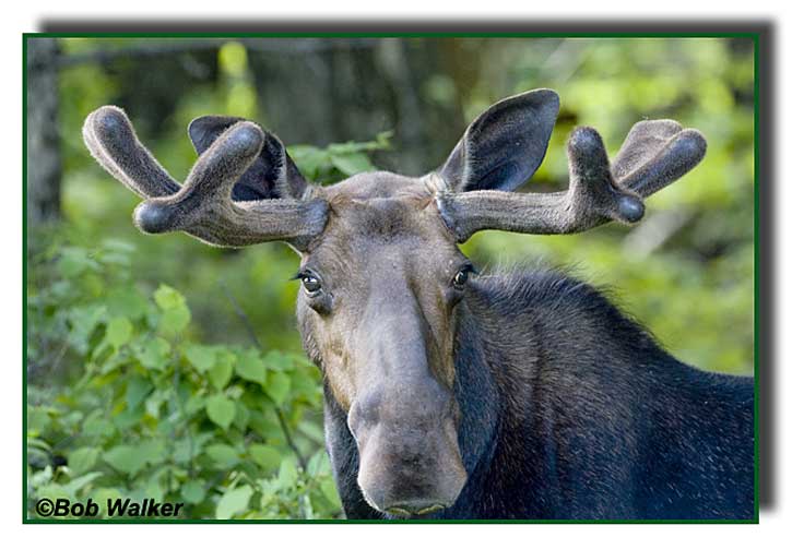 A Bull Moose Looking At Me