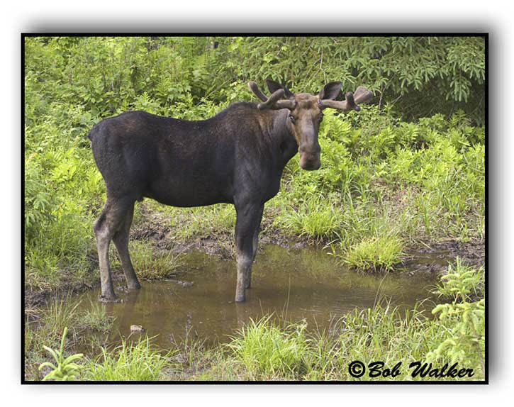 Large Bull Moose In Runoff Puddle