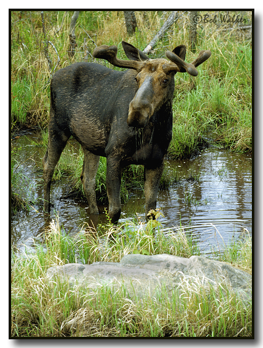 Spring Bull Moose Taking Up Another Pool