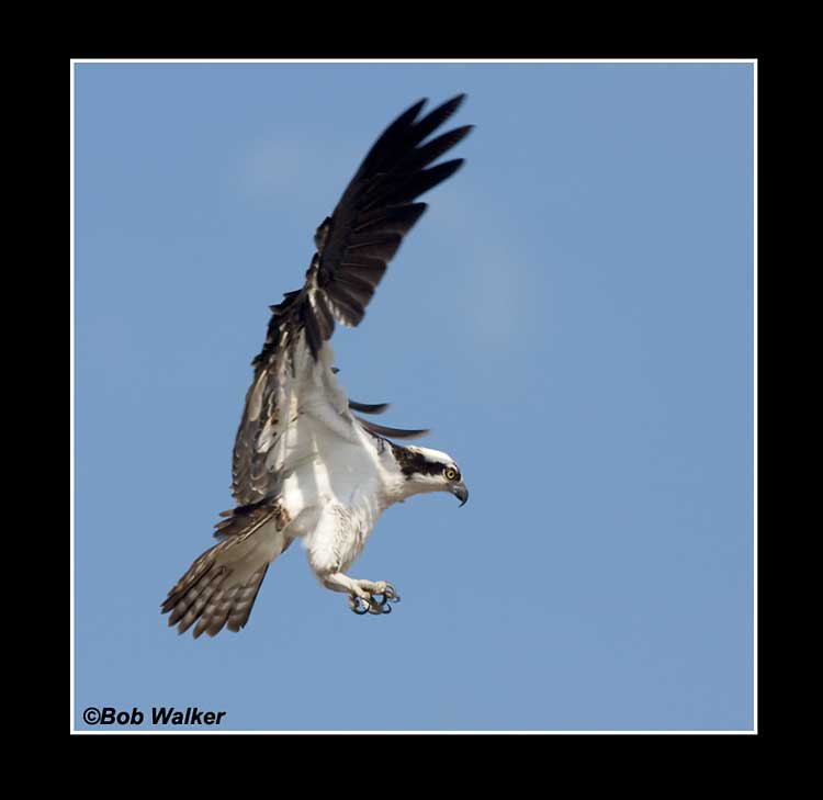 The Osprey (Pandion haliaetus), A.K.A. Fishhawk