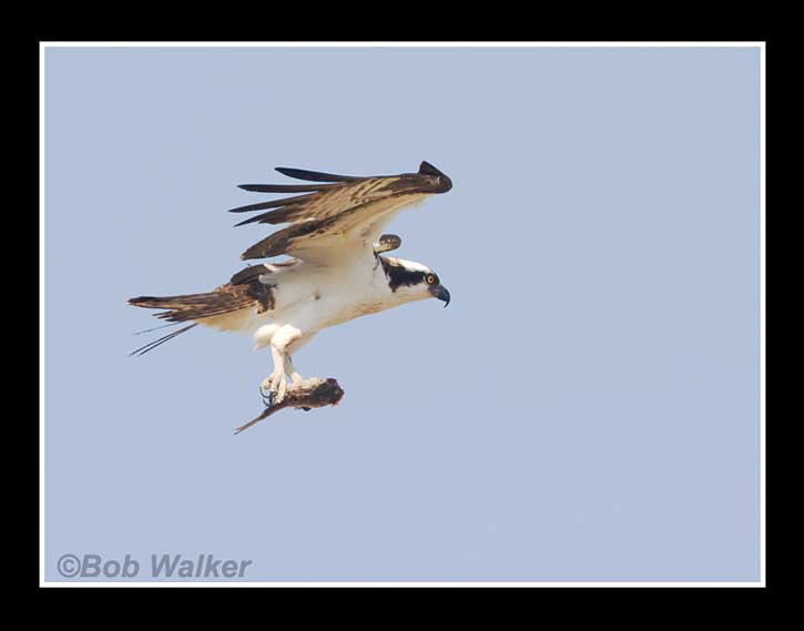 Osprey Bringing Home A Meal
