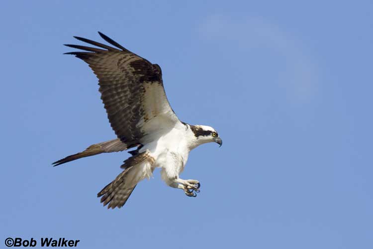 Osprey Landing At The Nest